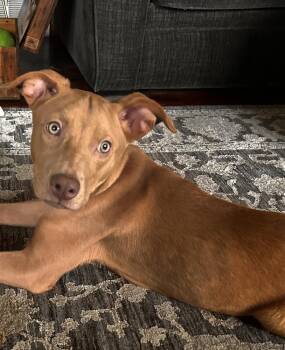 Black Mouth Cur Dogs Available for Adoption in Waunakee, Wisconsin - Lucy Bumble | PetCurious