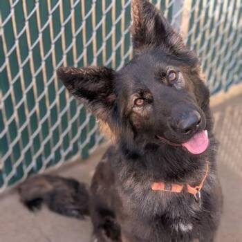 Hazel -  German Shepherd Dog Dog for Adoption in Prairie Du Chien, Wisconsin - Hazel | PetCurious