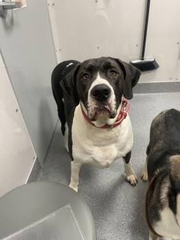 Rescue Pit Bull Terrier Dogs for Adoption in Sevierville, Tennessee - Harra | PetCurious