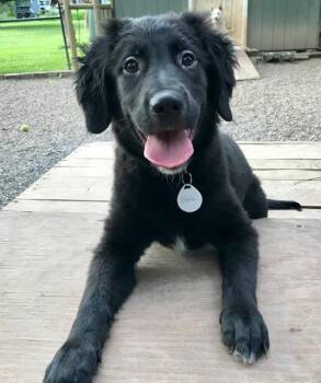Stella -  Retriever Dog for Adoption in Honeoye Falls, New York - Stella | PetCurious