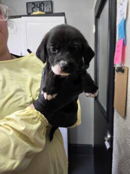 Rescue Beagle Dogs for Adoption in Richmond, Kentucky - Sprout | PetCurious