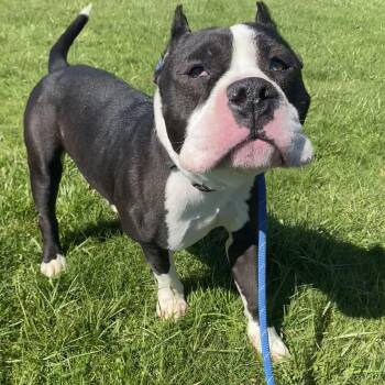 American Bully Dogs Available for Adoption in Allegan, Michigan - Ace | PetCurious