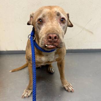 Selena -  Pit Bull Terrier and Mixed Breed Dog for Adoption in Yuma, Arizona - Selena | PetCurious