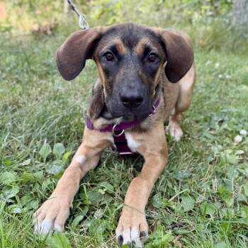 Tara -  Catahoula Leopard Dog and Redbone Coonhound Dog for Adoption in East Hampton, New York - Tara | PetCurious