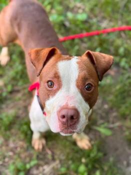 Laverne -  Pit Bull Terrier Dog for Adoption in Chicago, Illinois - Laverne | PetCurious