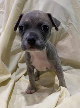 Sloth Bear (Bear x10 (5)) -  Pit Bull Terrier and American Staffordshire Terrier Dog for Adoption in Hartsville, South Carolina - Sloth Bear (Bear X10 (5)) | PetCurious