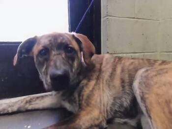 Saint Bernard and Mixed Breed Dogs Available for Adoption in Tulsa, Oklahoma - PENELOPE | PetCurious