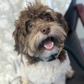 Poodle Dogs Available for Adoption in Watertown, New York - Scout (Otis) | PetCurious