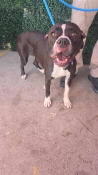 MILA -  Pit Bull Terrier and Mixed Breed Dog for Adoption in El Paso, Texas - MILA | PetCurious