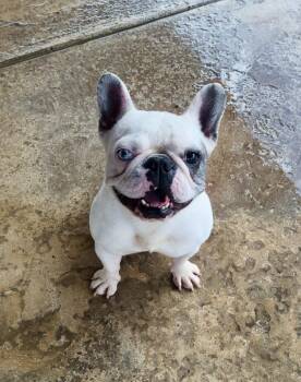 Giselle -  French Bulldog Dog for Adoption in Mcallen, Texas - Giselle | PetCurious