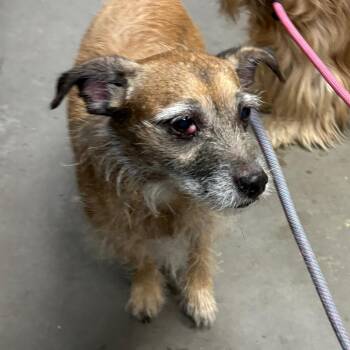 Studder -  Mixed Breed Dog for Adoption in Yuma, Arizona - Studder | PetCurious