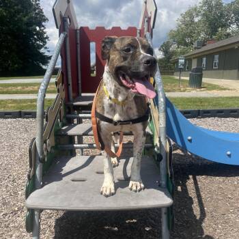 Ludo -  Mixed Breed Dog for Adoption in Hendersonville, North Carolina - Ludo | PetCurious