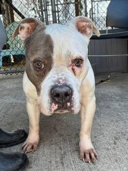 Pit Bull Terrier Dogs Available for Adoption in Chicago, Illinois - Adele | PetCurious