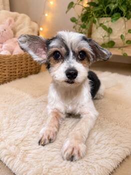 Yorkshire Terrier Dogs Available for Adoption - Q Bert | PetCurious