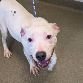 Kryze -  Pit Bull Terrier and Mixed Breed Dog for Adoption in Council Bluffs, Iowa - Kryze | PetCurious