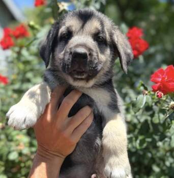 Squints -  German Shepherd Dog and Labrador Retriever Dog for Adoption in Davis, California - Squints | PetCurious