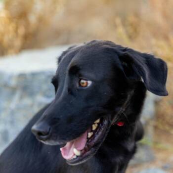 Blackie -  Labrador Retriever and Mixed Breed Dog for Adoption in Palm Springs, California - Blackie | PetCurious