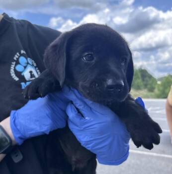 Crookse / Hogan -  Labrador Retriever Dog for Adoption in Broomfield, Colorado - Crookse / Hogan | PetCurious