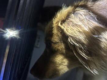 Border Collie and Mixed Breed Dogs Available for Adoption - A652852 | PetCurious