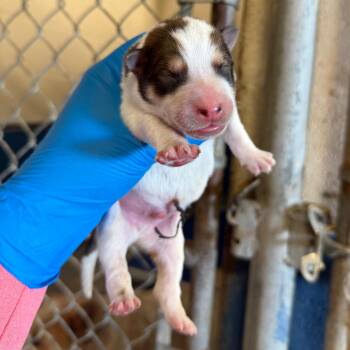 Baby Beetle -  Cattle Dog Dog for Adoption in Edinburg, Texas - Baby Beetle | PetCurious