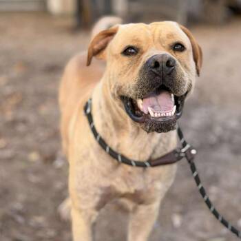 Pit Bull Terrier Dogs Available for Adoption - Roscoe | PetCurious