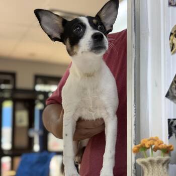 MayMay -  Rat Terrier and Mixed Breed Dog for Adoption in Tyler, Texas - MayMay | PetCurious