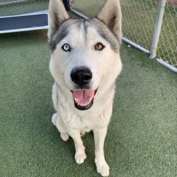 Rescue Husky Dogs for Adoption in Long Beach, California - Capo | PetCurious