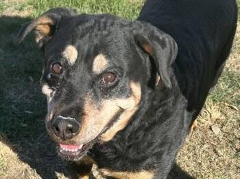 Sara -  Mixed Breed Dog for Adoption in Georgetown, Texas - Sara | PetCurious