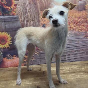 Tinkerbelle -  Chihuahua and Terrier Dog for Adoption in Normal, Illinois - Tinkerbelle | PetCurious
