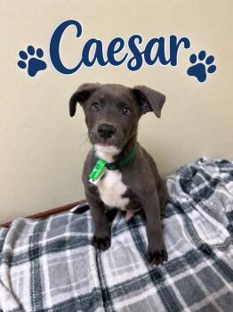 Caesar -  Retriever Dog for Adoption in Douglas, Massachusetts - Caesar | PetCurious