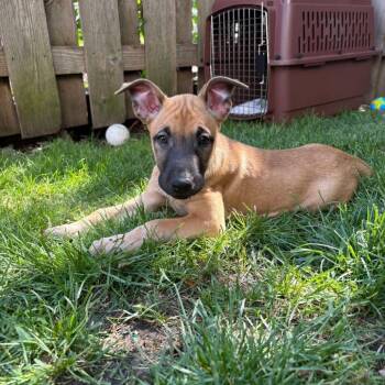 Mixed Breed Dogs Available for Adoption in Wheeling, Illinois - Balsamic Vinaigrette | PetCurious