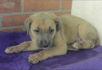 Macey -  Labrador Retriever and American Staffordshire Terrier Dog for Adoption in Sedalia, Colorado - Macey | PetCurious