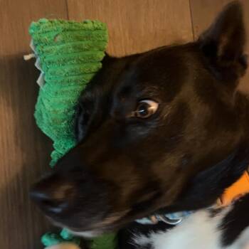 Husky Dogs Available for Adoption in Lynchburg, Virginia - Taziki "Taz" | PetCurious