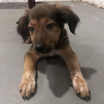 Diamond Jim -  Border Collie and Rottweiler Dog for Adoption - Diamond Jim | PetCurious