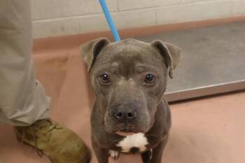 Mixed Breed Dogs Available for Adoption in Columbia, South Carolina - PIKO | PetCurious