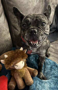 Rescue French Bulldog Dogs for Adoption in Scottsdale, Arizona - Angel | PetCurious