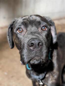 Rescue Mixed Breed Dogs for Adoption in Montreal, Quebec - Shiwu | PetCurious