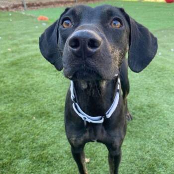 Mixed Breed Dogs Available for Adoption - Supermoon | PetCurious