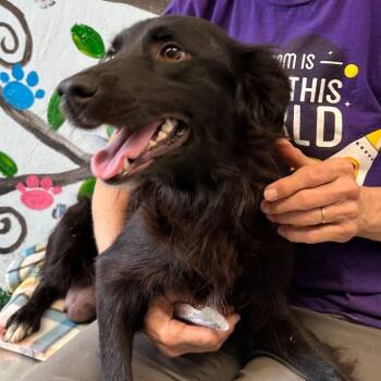 Australian Shepherd Dogs Available for Adoption - Gianna | PetCurious