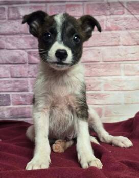 Locust -  Australian Shepherd Dog for Adoption in Sedalia, Colorado - Locust | PetCurious