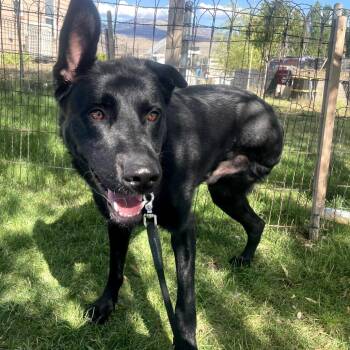 Brooks -  Labrador Retriever and Mixed Breed Dog for Adoption in Tacoma, Washington - Brooks | PetCurious
