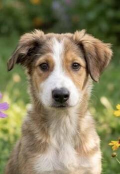 Labrador Retriever and Border Collie Dogs Available for Adoption - Jessie | PetCurious