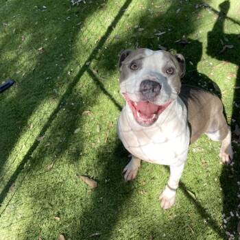 Big Mama -  American Staffordshire Terrier and Pit Bull Terrier Dog for Adoption in Magnolia, Texas - Big Mama | PetCurious