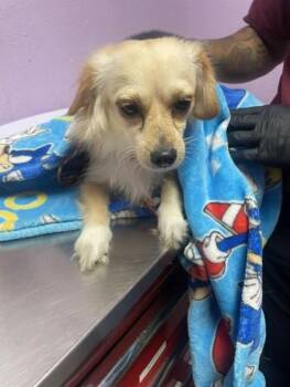 61769564 -  Mixed Breed Dog for Adoption in El Paso, Texas - 61769564 | PetCurious