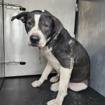 American Staffordshire Terrier Dogs Available for Adoption in San Antonio, Texas - STACY | PetCurious
