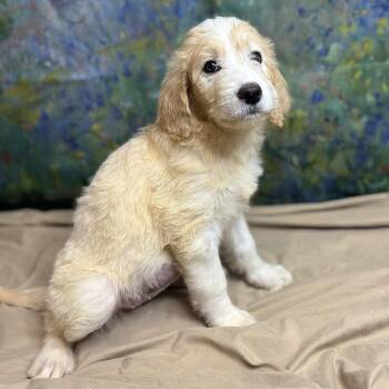 Blondie -  Poodle and Mixed Breed Dog for Adoption in Brownsboro, Alabama - Blondie | PetCurious