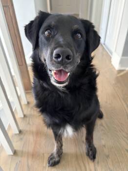 Shadow -  Australian Shepherd Dog for Adoption in Elmhurst, Illinois - Shadow | PetCurious