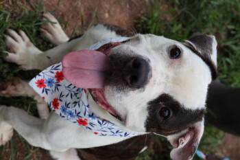 Rescue Pit Bull Terrier Dogs for Adoption in Newark, New Jersey - Jelly | PetCurious