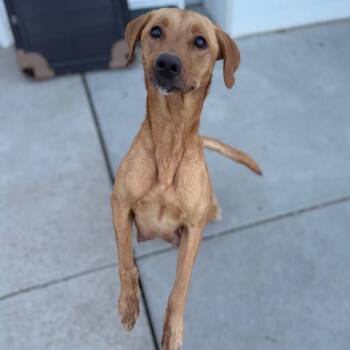 Labrador Retriever and Mixed Breed Dogs Available for Adoption in St. Peters, Missouri - Rotini/mom | PetCurious
