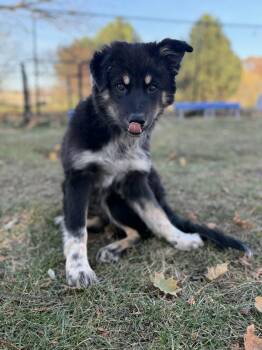 Rescue Mixed Breed Dogs for Adoption in De Pere, Wisconsin - Tori | PetCurious